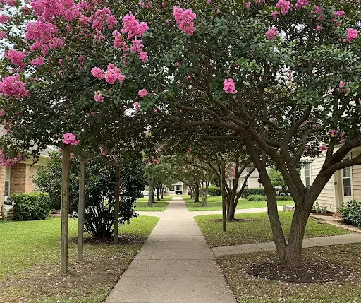 Concrete sidewalk under a canopy of blooming pink crape myrtle trees