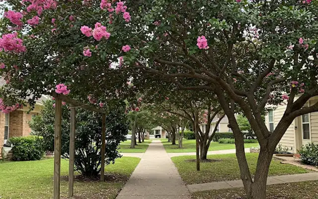Concrete sidewalk under a raised canopy of blooming pink crape myrtle trees