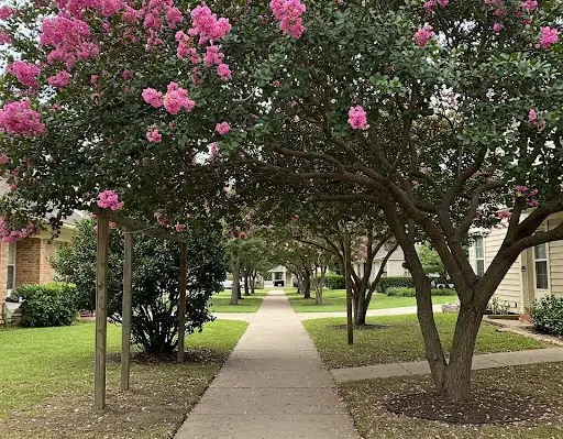 Concrete sidewalk under a canopy of blooming pink crape myrtle trees