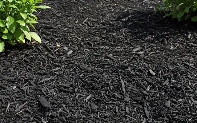 Close-up of black mulch spread around flowering shrubs in a planting bed