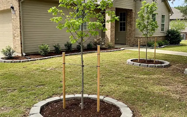 Newly planted staked trees in stone-edged mulch rings on a front lawn