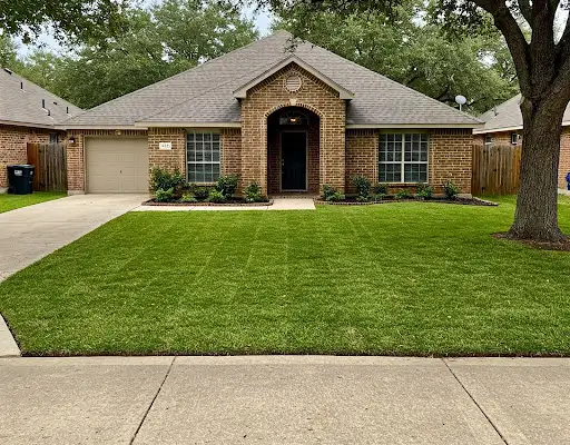 Freshly sodded front lawn around a mature oak in front of a brick house