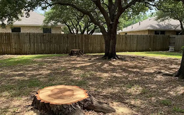 Freshly cut tree stumps in a shaded backyard beneath a mature oak