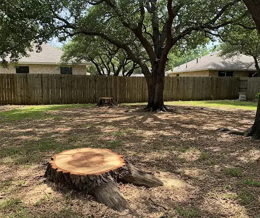 Cut tree stumps ready for grinding in a shaded backyard beneath a mature oak