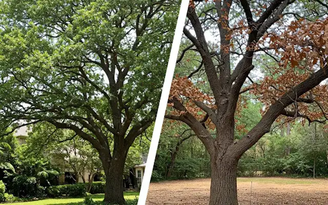 Side-by-side comparison of a healthy green oak tree and a declining tree with brown leaves
