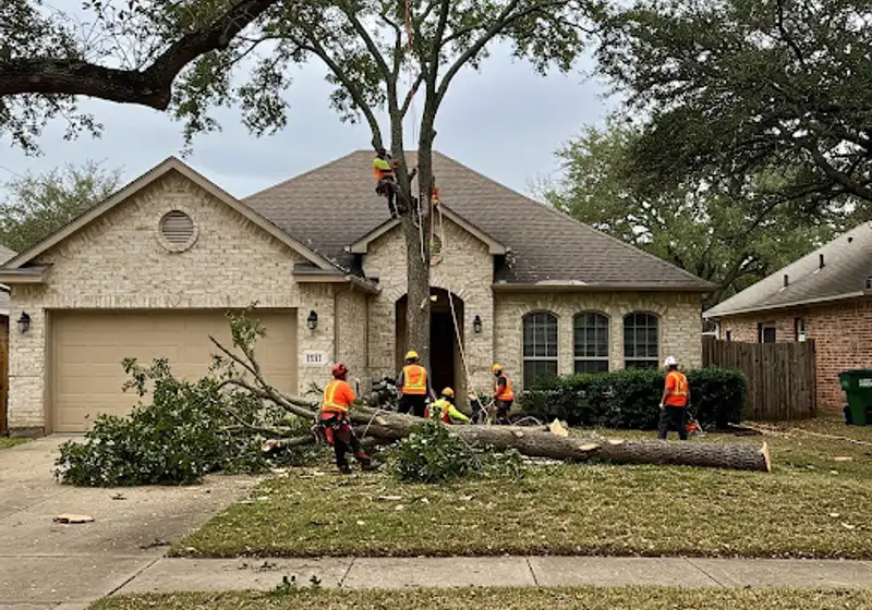Tree crew in safety vests removing a large tree in front of a home