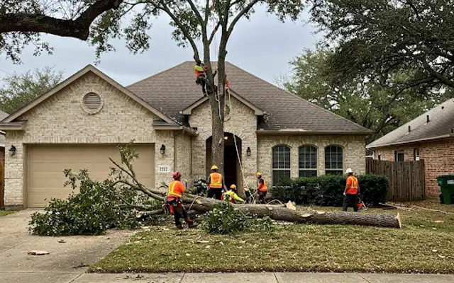 Tree crew in safety vests removing a large tree in front of a home