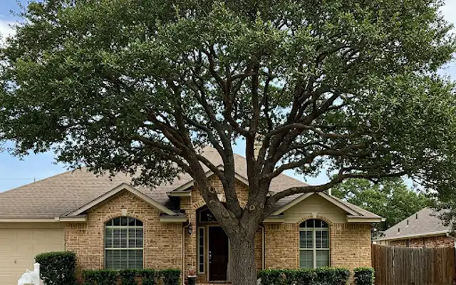 Neatly pruned live oak with a rounded canopy shading a brick home
