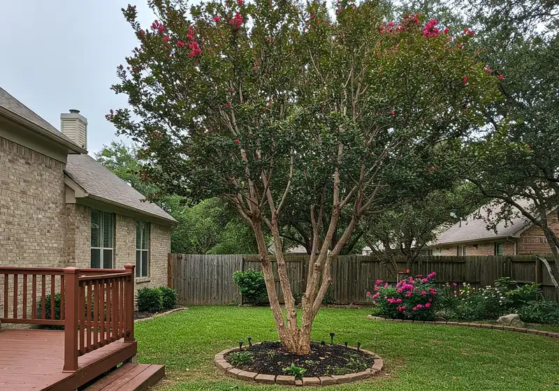 Neatly pruned crape myrtle in a backyard beside a wood deck and fence