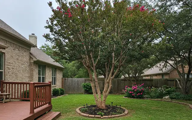 Trimmed backyard crape myrtle next to a wood deck and fence