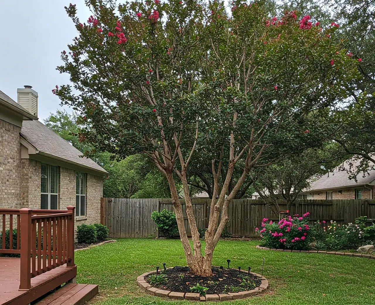 Neatly pruned crape myrtle in a backyard beside a wood deck and fence